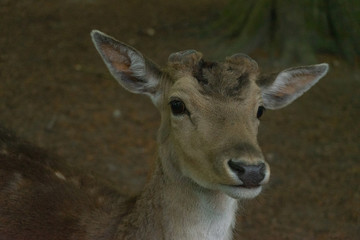deer in the woods