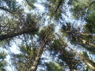 Pine Tree Branches Against the Sky
