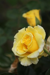 yellow rose on green background