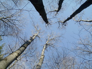 Tree Branches Against Blue Sky
