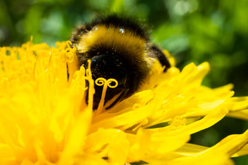 bee on flower
