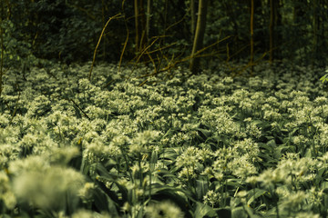 Wild garlic in forrest dark