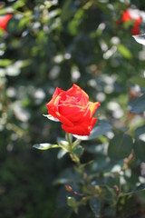 red rose in the garden