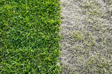 Juicy green ready grass and dry grass top view. Carpet of turf