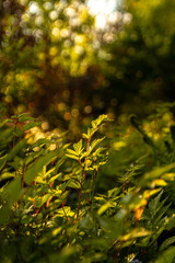 green leaves in the garden with bokeh on golden hour