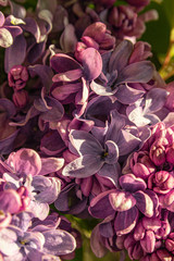 Purple lilac flowers blooming on the tree 