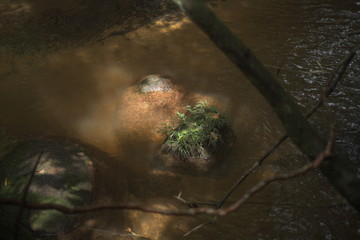 Roca
