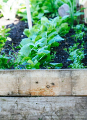 Wooden raised garden bed with salad and herbs