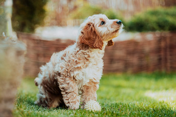 Cockapoo puppy in the garden