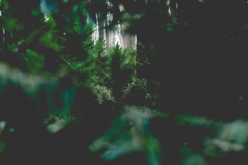stuffy pine tree in pine forest in black and white photo with light in the background