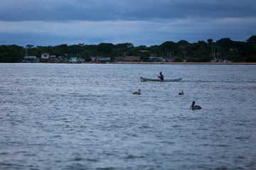 Naklejka premium Solo with pelicans off of Colombia coastline