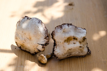 Champignon mushrooms lie on a wooden board. Mushrooms grown at home.