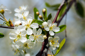 Flowering apple tree. Blossoming apple tree flowers on a sunny spring day.