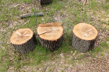 cut logs in the forest