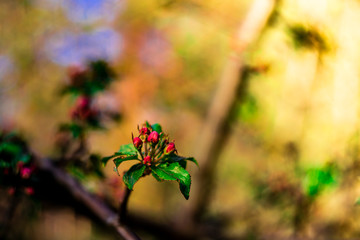 flowers in the garden