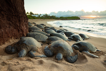 Turtles on the beach in Hawaii