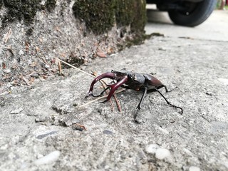 Male deer beetle. warlike Lucanus cervus, deer beetle