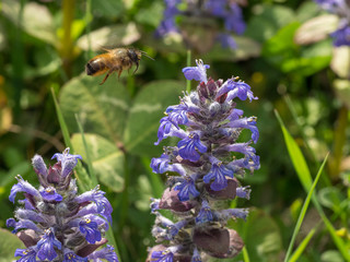 ape in volo per spostarsi di fiore in fiore per la raccolta del polline