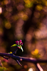 flowers in the garden