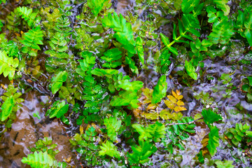 Plants in the forest
