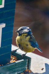Blue tit