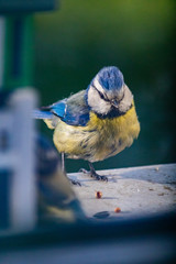 Blue tit