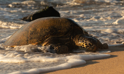 Turtles on the beach in Hawaii