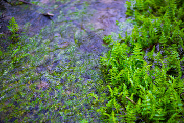 A stream of water in the woods
