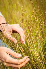 wheat in hand