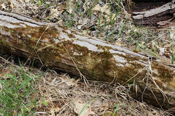 stump in the forest
