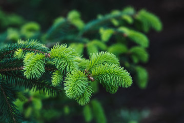Fresh spring spruce sprouts light green branch