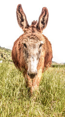 donkey in the field