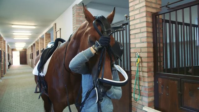 Young woman tightening bridle on horse. Young female rider in helmet arranging harness on horse tightening bridle before training