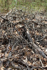 tree in the woods