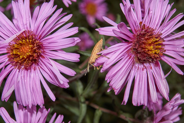 Beetle Weevil (lat. Curculionidae) on a perennial aster flower.