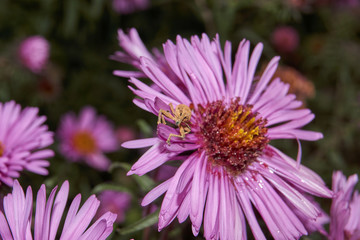 Obraz premium Beetle Weevil (lat. Curculionidae) on a perennial aster flower.