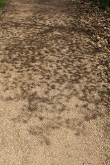 dirt road in the forest