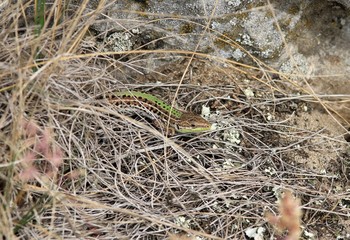 Podarcis tauricus lizard in the Park