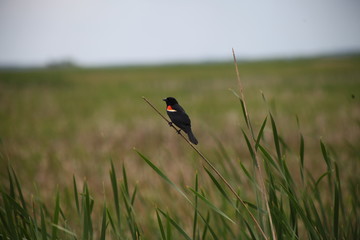 bird on the grass, BLACK, AND ORANGE
