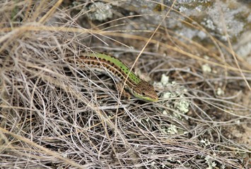 Podarcis tauricus lizard in the Park