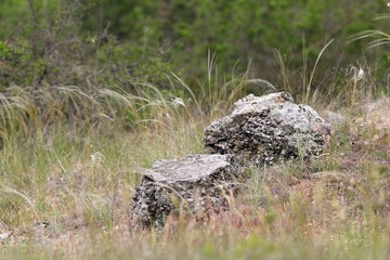 Picturesque stones in the reserve 