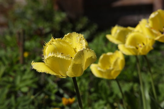 Yellow tulips with open buds in bright sunlight on a spring day in the open air.A flower with a fringe on its petals on the blurred background of a garden bed.Selective focus.Russia
