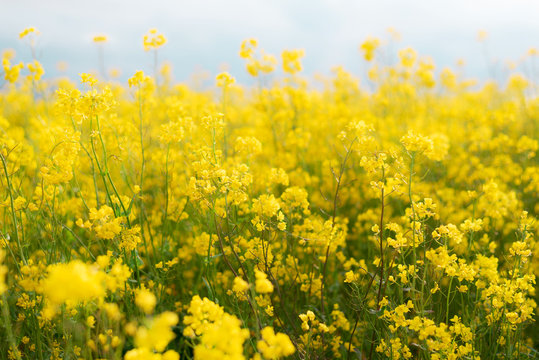 Flowering rapeseed for the production of oil and honey. Close up and slow focus. Growing conola.