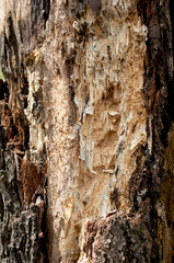Rotten wood alder, rotted stump