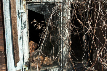 old window with broken glass and covered with hops, abandoned house