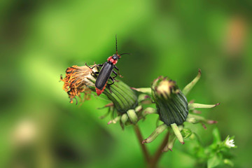 Portrait of cute spring beetle on green background