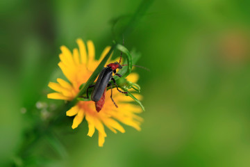 Portrait of cute spring beetle on green background