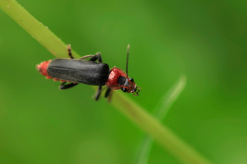Portrait of cute spring beetle on green background