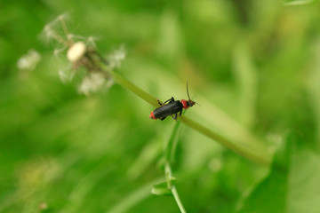 Portrait of cute spring beetle on green background