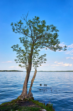 Small single tree at Lake Schwerin with a blue sky. Mecklenburg-Vorpommern, Germany © DR pics